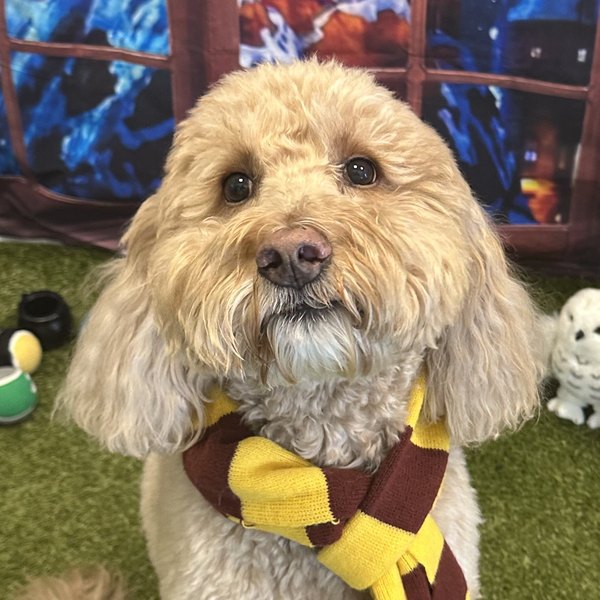 Ember in a striped scarf